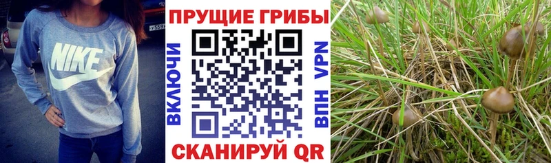 хочу   Миасс  Псилоцибиновые грибы Psilocybine cubensis 
